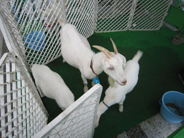 ファイル 1421-4.jpg