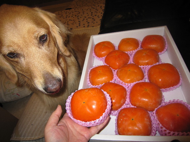 ファイル 1438-4.jpg