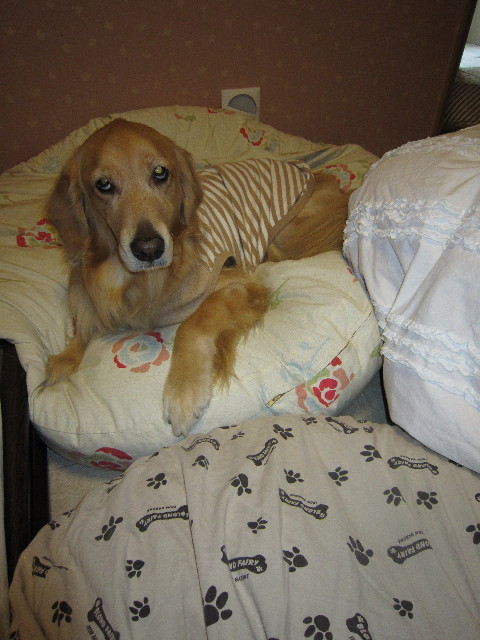 ファイル 1445-1.jpg