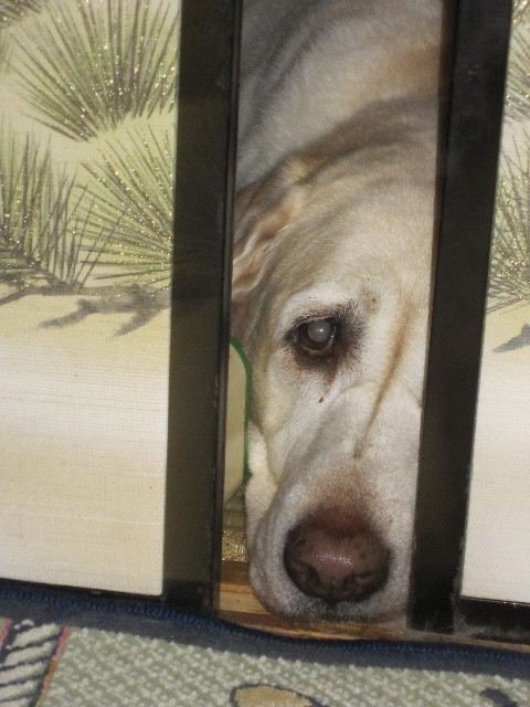 ファイル 1447-2.jpg