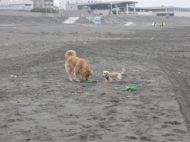 ファイル 1450-5.jpg