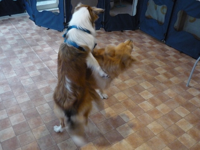 ファイル 1451-3.jpg