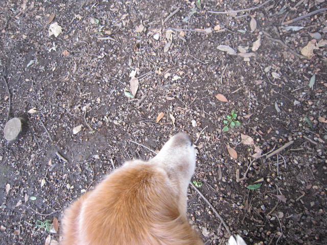 ファイル 1452-2.jpg