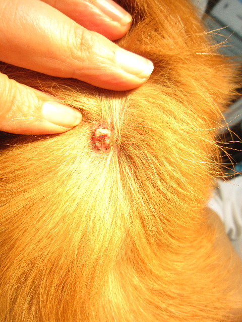 ファイル 1453-2.jpg