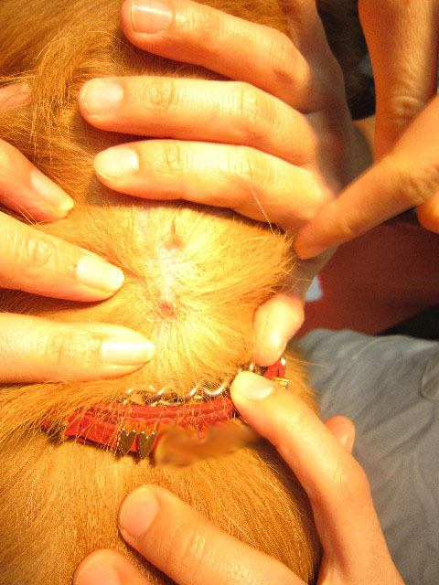 ファイル 1453-3.jpg