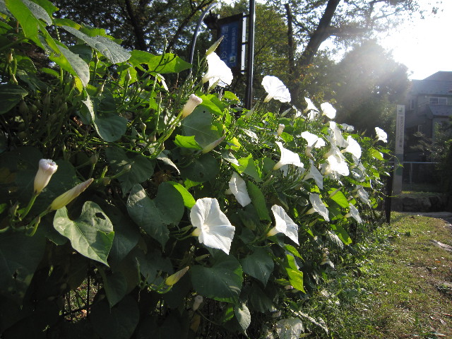 ファイル 1455-5.jpg