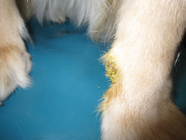 ファイル 1456-2.jpg