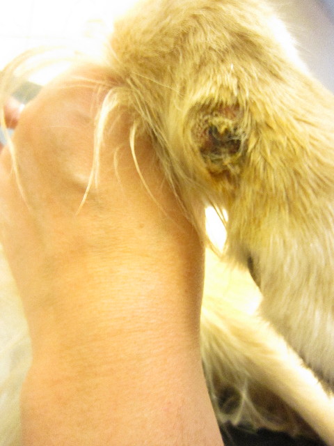 ファイル 1457-1.jpg