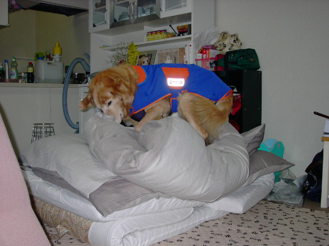 ファイル 1459-3.jpg