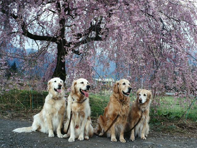 ファイル 146-5.jpg