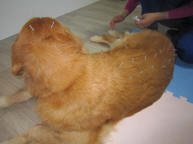 ファイル 1461-3.jpg