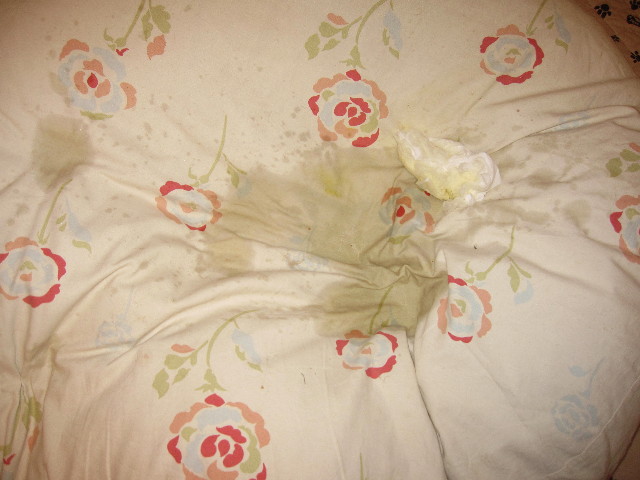 ファイル 1463-2.jpg