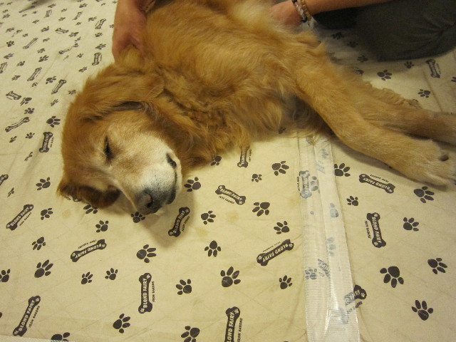 ファイル 1471-1.jpg