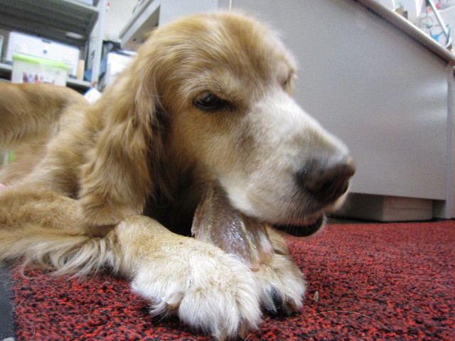 ファイル 1471-3.jpg