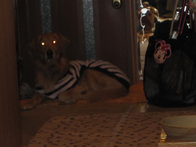 ファイル 1483-3.jpg