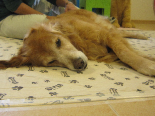 ファイル 1488-1.jpg