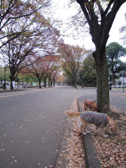 ファイル 1491-1.jpg