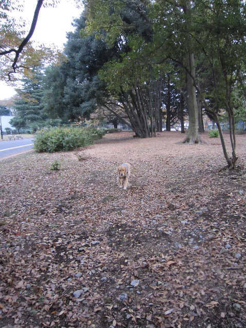 ファイル 1491-2.jpg