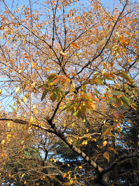 ファイル 1496-1.jpg