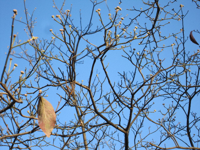 ファイル 1496-2.jpg