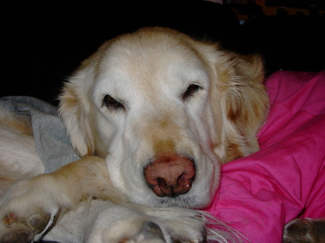 ファイル 1498-1.jpg