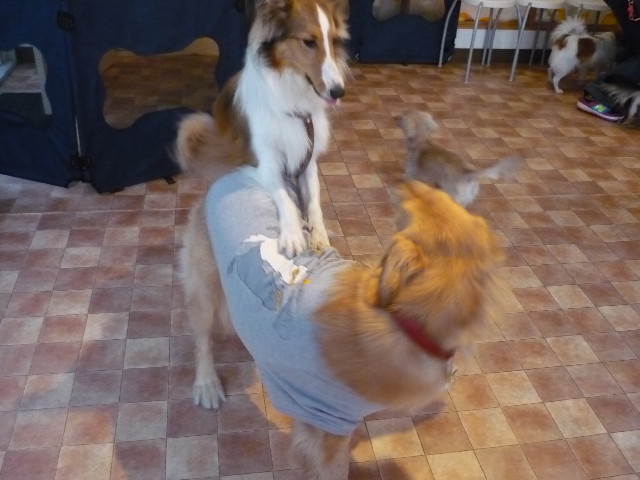 ファイル 1501-2.jpg