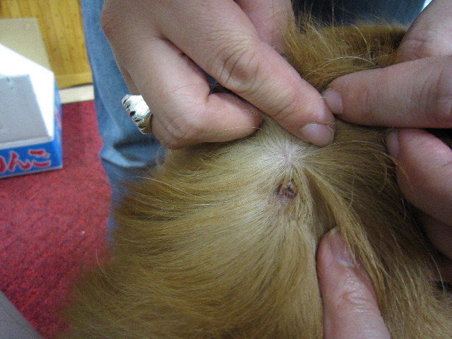 ファイル 1504-1.jpg