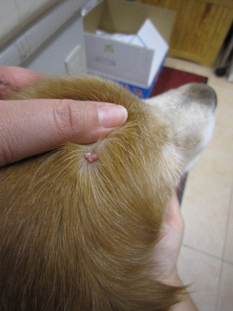 ファイル 1504-2.jpg