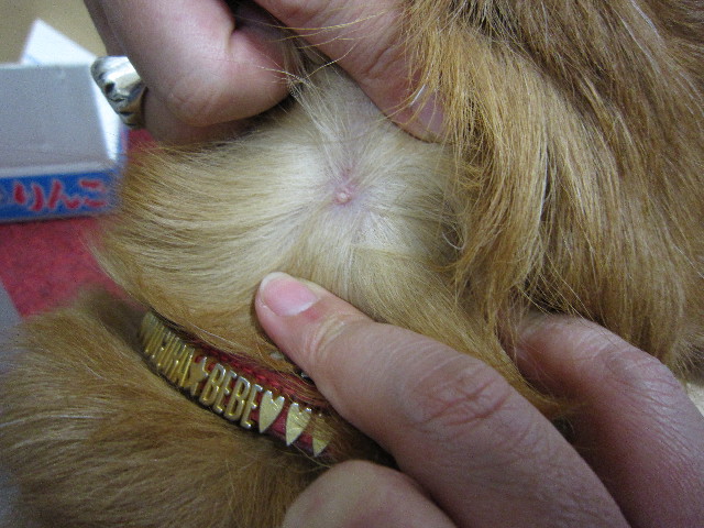 ファイル 1504-3.jpg