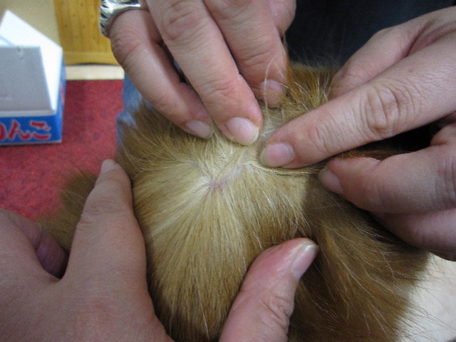 ファイル 1504-5.jpg