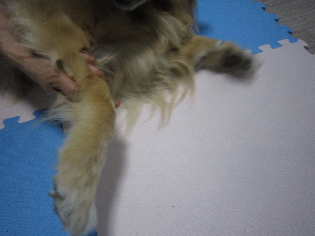 ファイル 1508-4.jpg