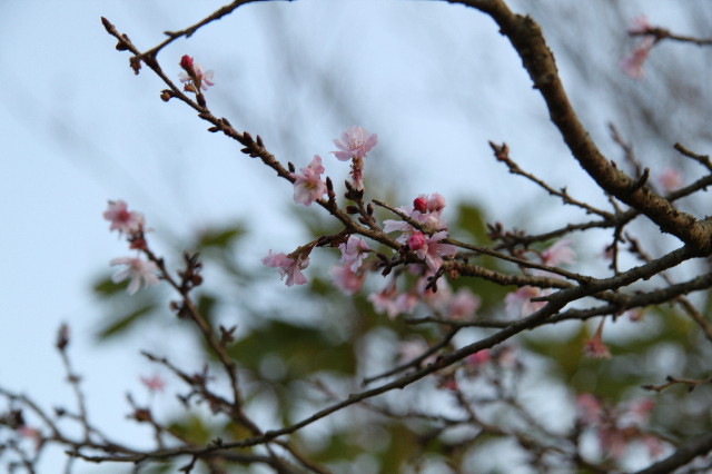 ファイル 1519-1.jpg