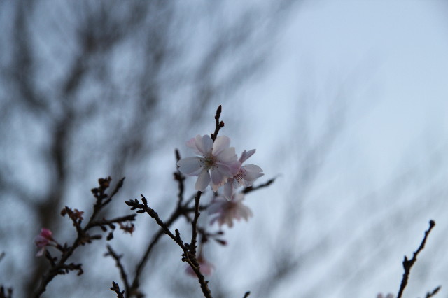 ファイル 1519-2.jpg