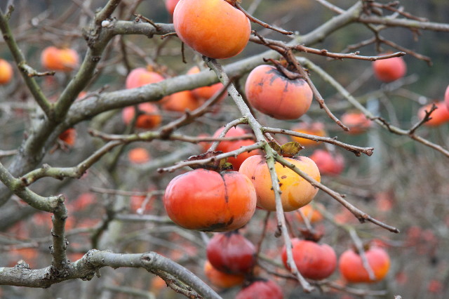 ファイル 1519-5.jpg