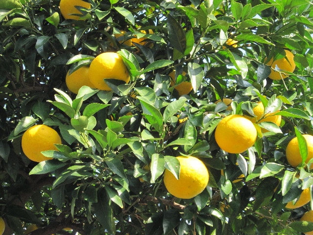 ファイル 1526-5.jpg