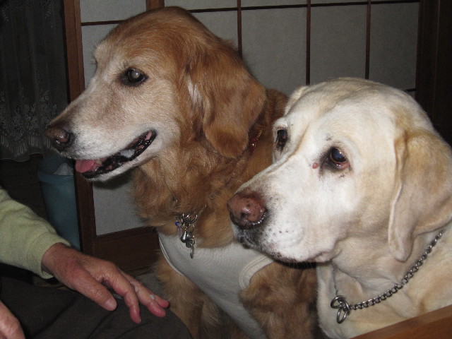 ファイル 1527-1.jpg