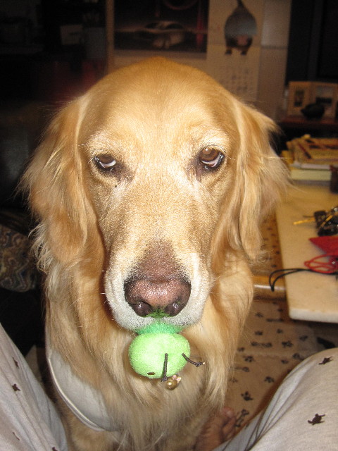 ファイル 1531-1.jpg