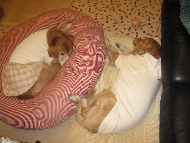 ファイル 1531-4.jpg