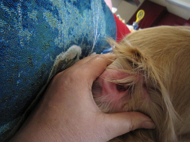 ファイル 1532-2.jpg