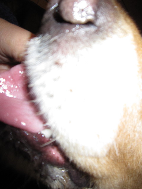 ファイル 1533-4.jpg