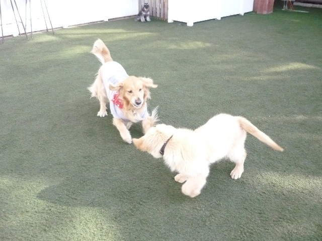 ファイル 1538-1.jpg