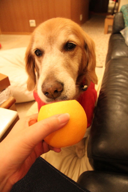 ファイル 1542-5.jpg