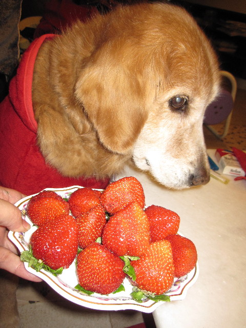 ファイル 1545-1.jpg