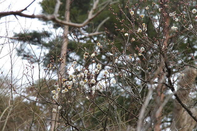 ファイル 1554-2.jpg