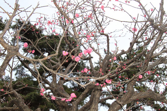 ファイル 1555-1.jpg