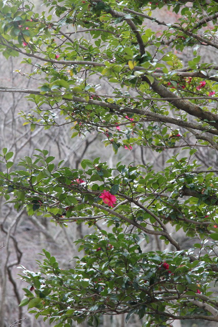 ファイル 1555-2.jpg