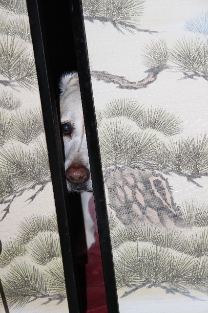 ファイル 1555-5.jpg