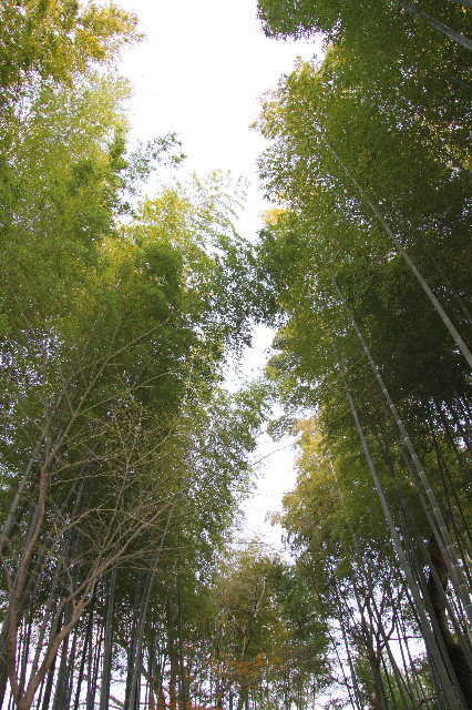 ファイル 1557-2.jpg