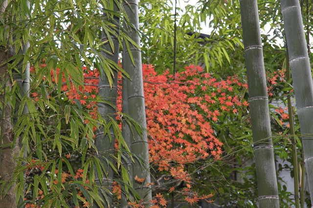 ファイル 1558-3.jpg