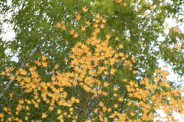 ファイル 1558-4.jpg